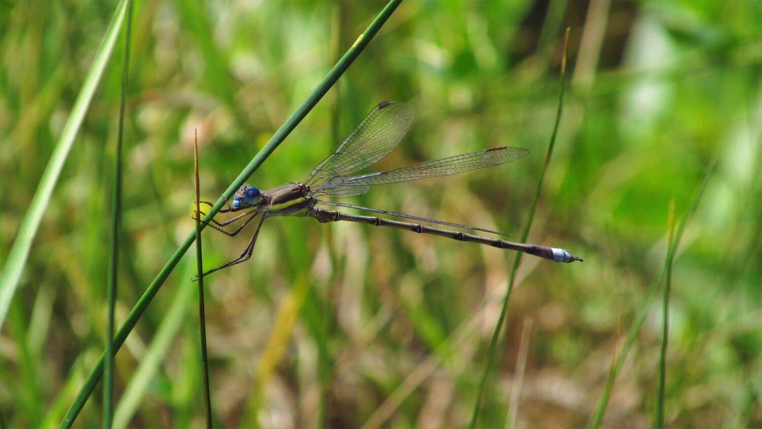 Dragon-fly
