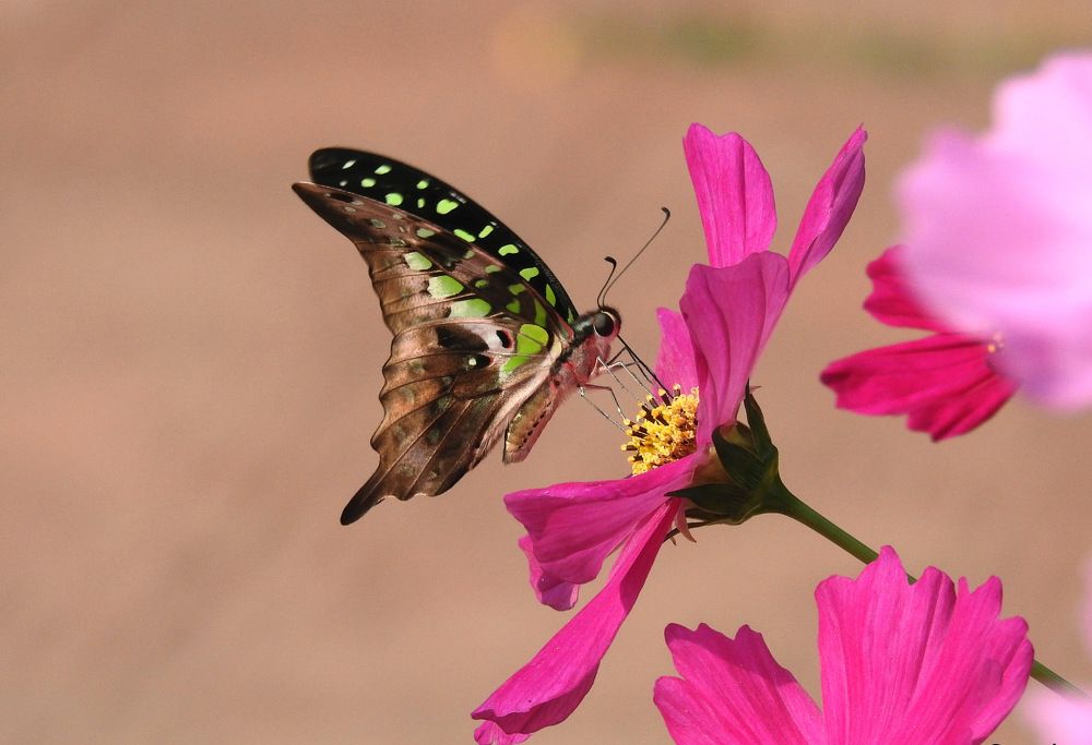 Jay on the flower