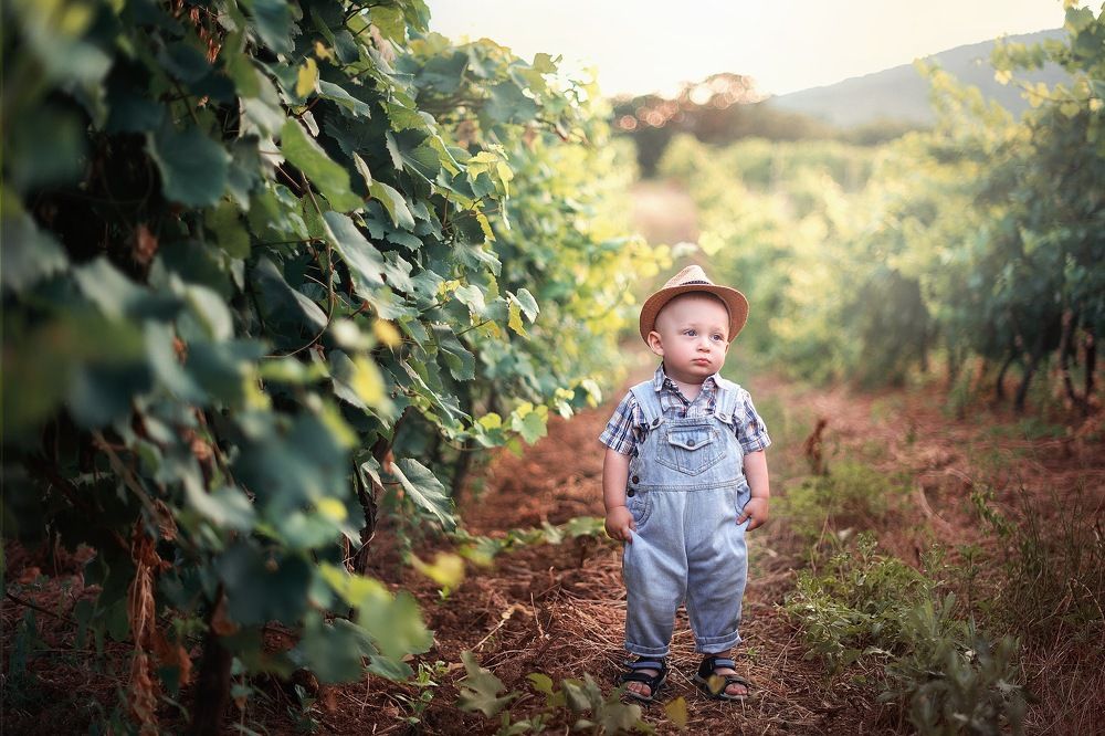 Юный виноградарь