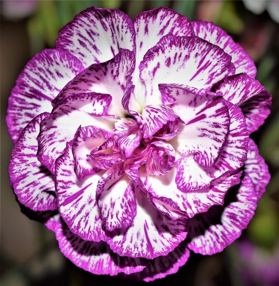 Purple Beauty