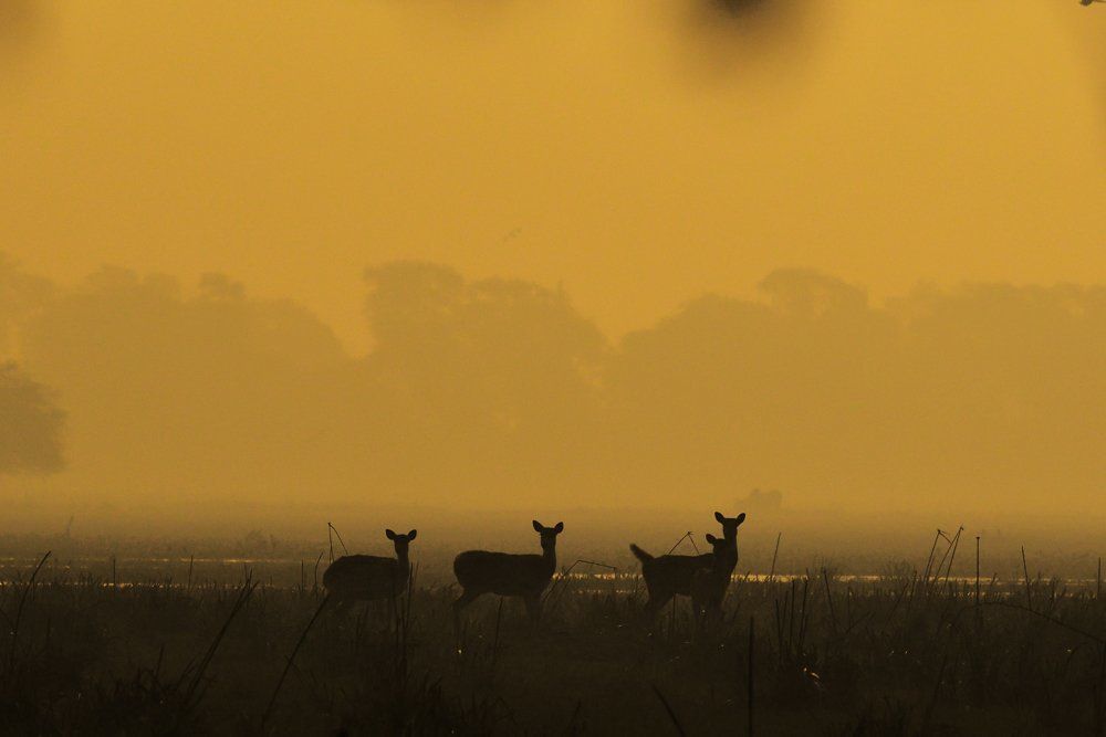 Spotted dear...Spotted me....!