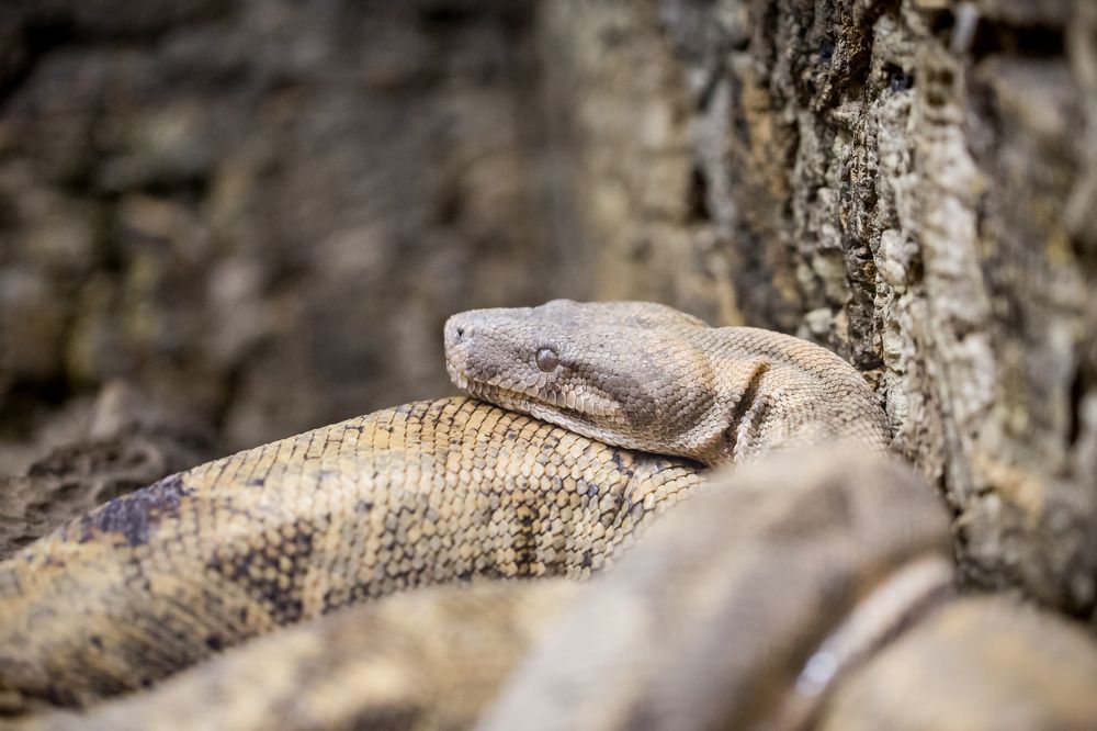 Snake watch