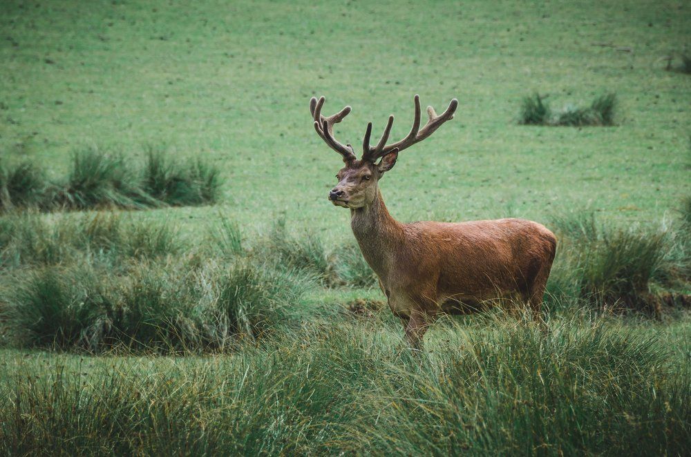 Король Олень