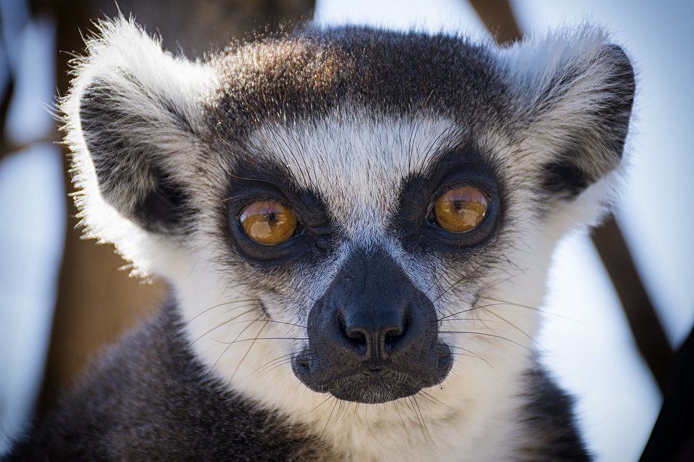Lemur catta