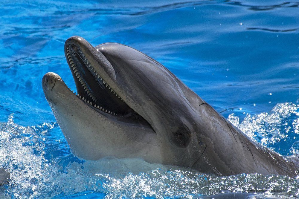 Dolphin