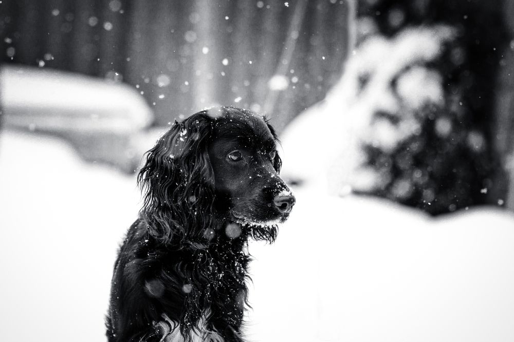 Задумчивый