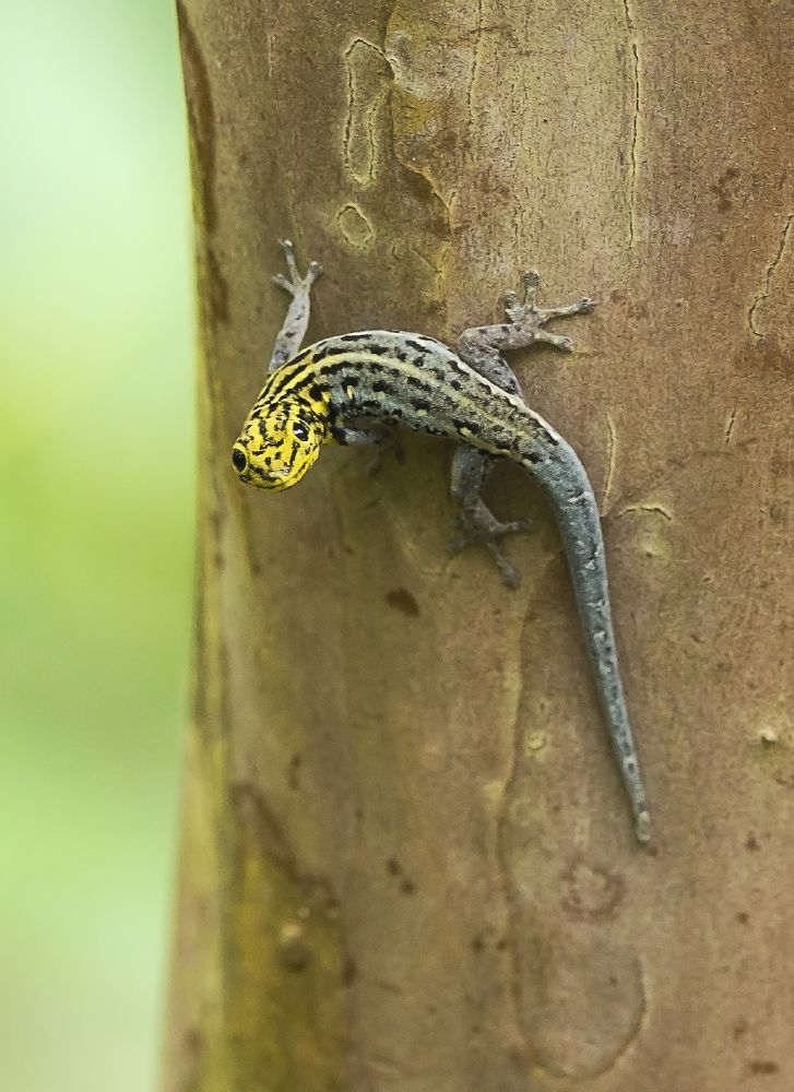 Переглядки