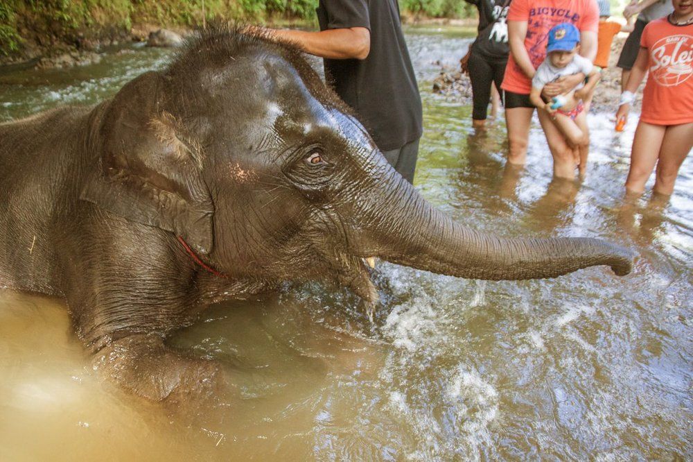 Ну кто это сказал про слоновью кожу?