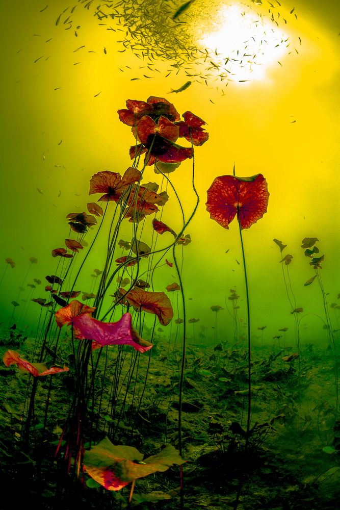 Lirios from Cenote Carwash