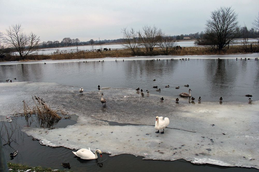 Зимний паводок.