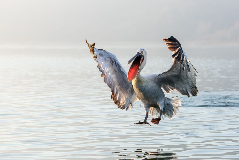 Pelicans are coming