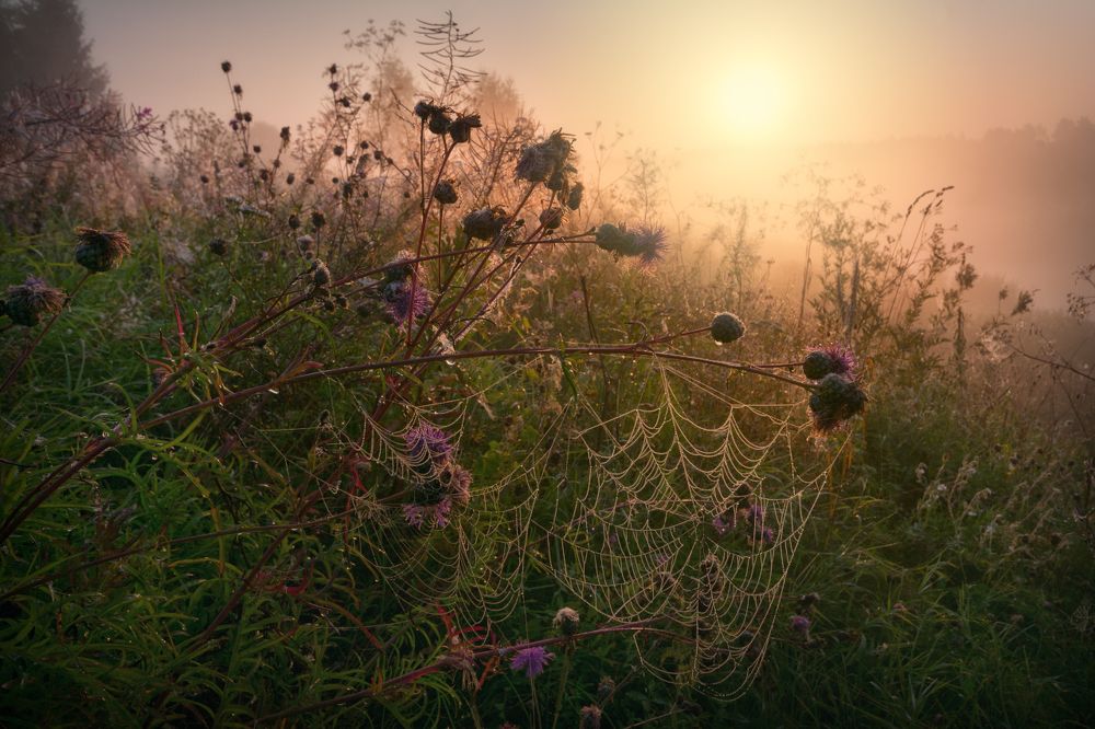 Пробуждение