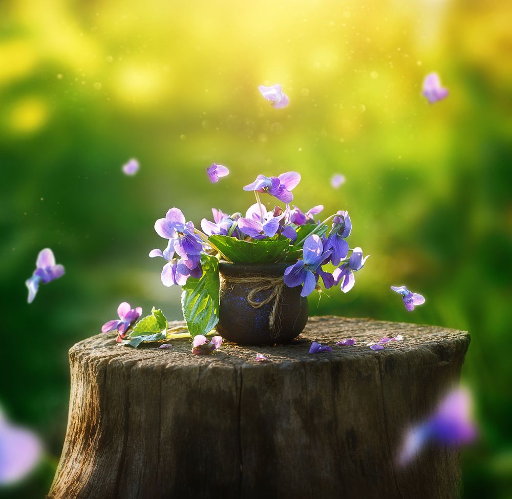 фиалковое настроение...