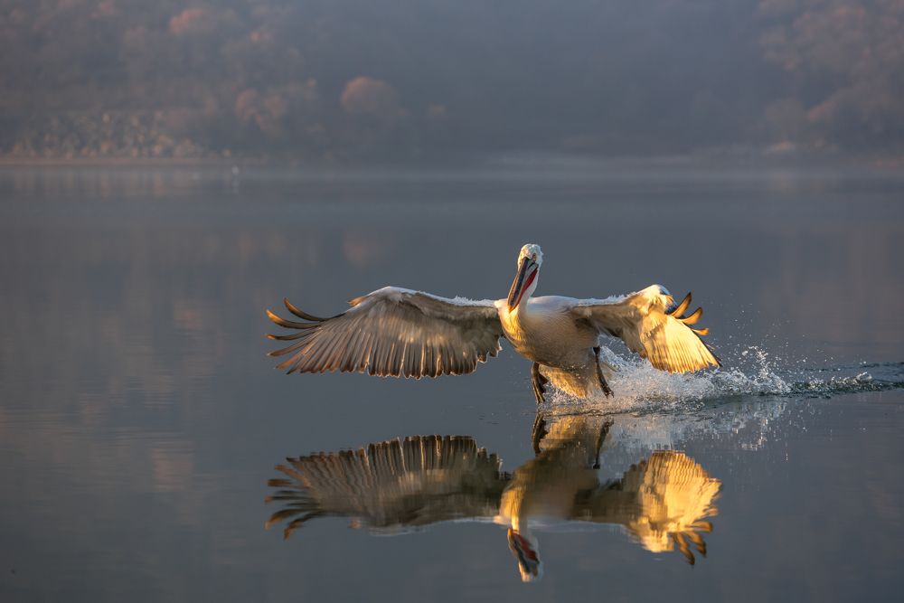 Pelicans are cooming