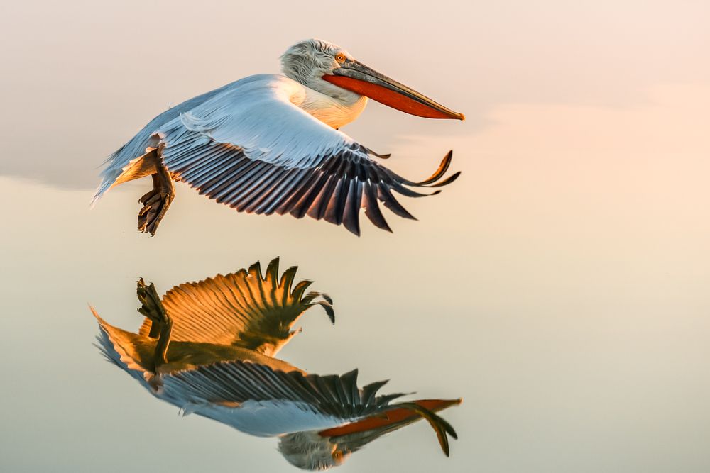 Pelicans are cooming