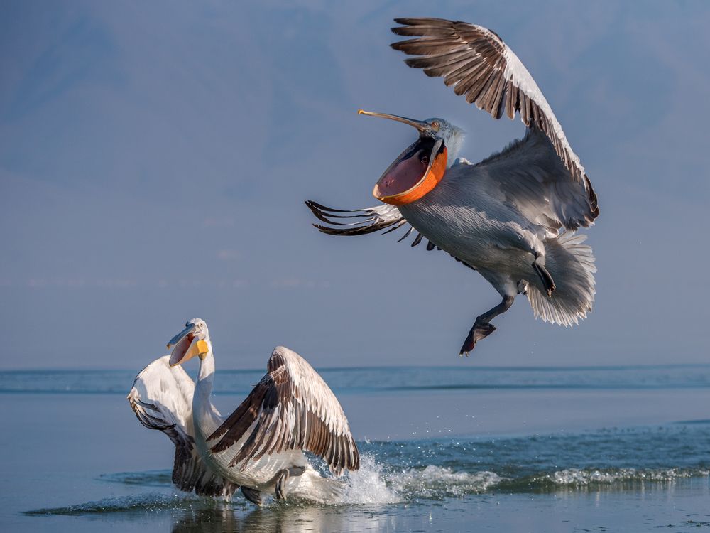 Pelicans are cooming