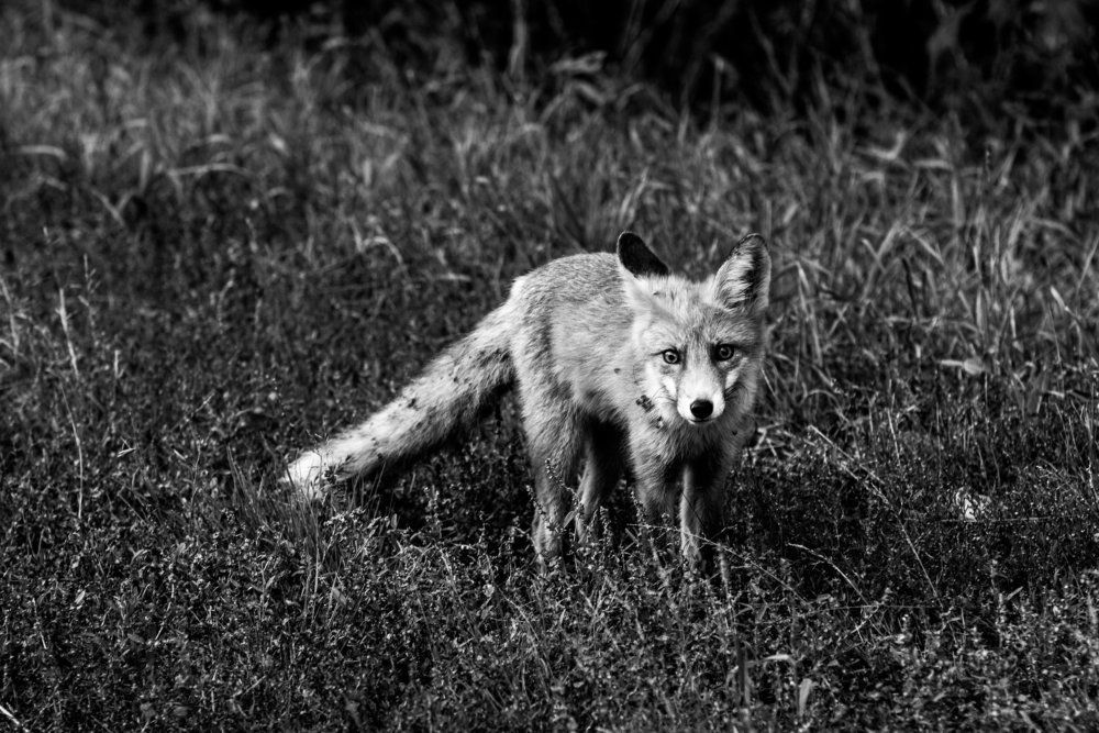 Лесной пришелец