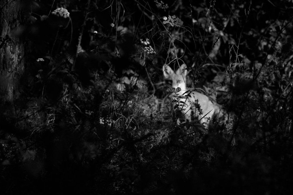 Незнакомка