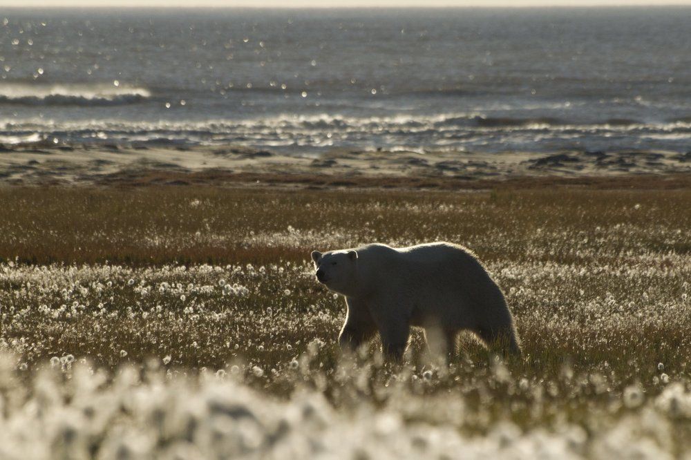 Хозяин тундры