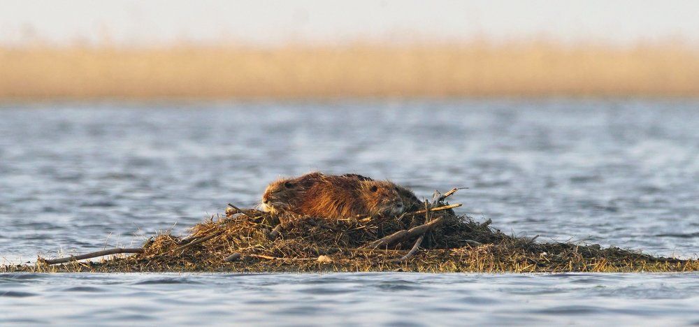 Остров "Нутрий"