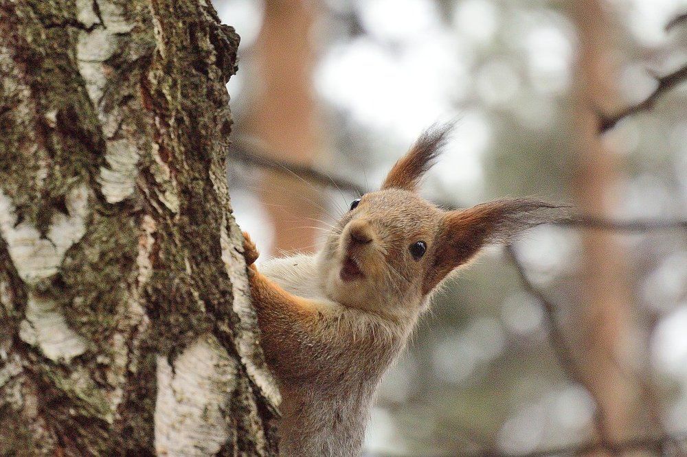 Из жизни белок