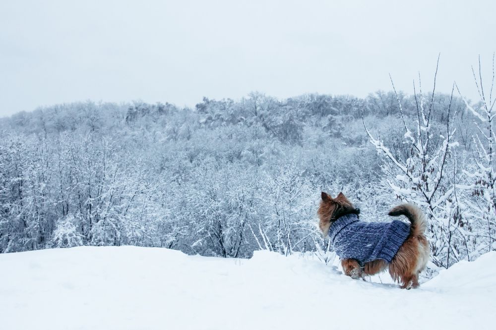 Photograph by Анастасия Хазова
