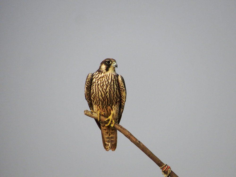 peregrine Falcon- The Fastest Flying Bird
