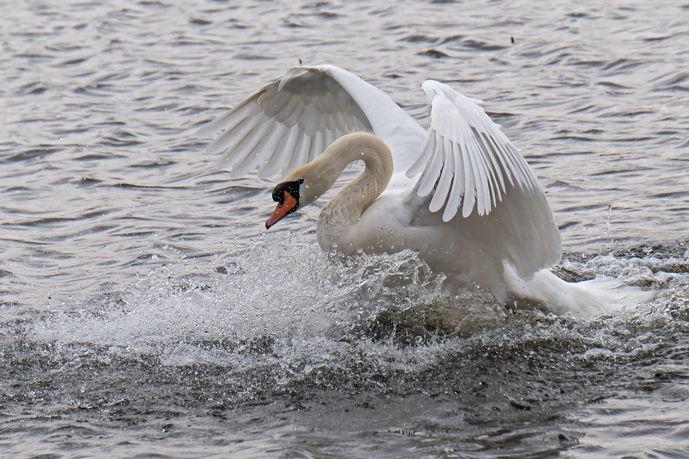 Хозяин водоема