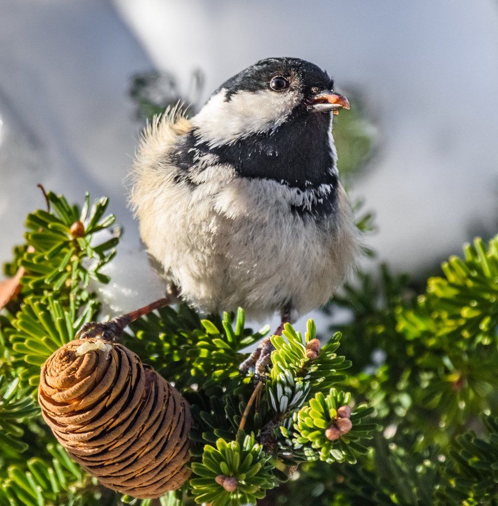 Этюд с синицей-московкой