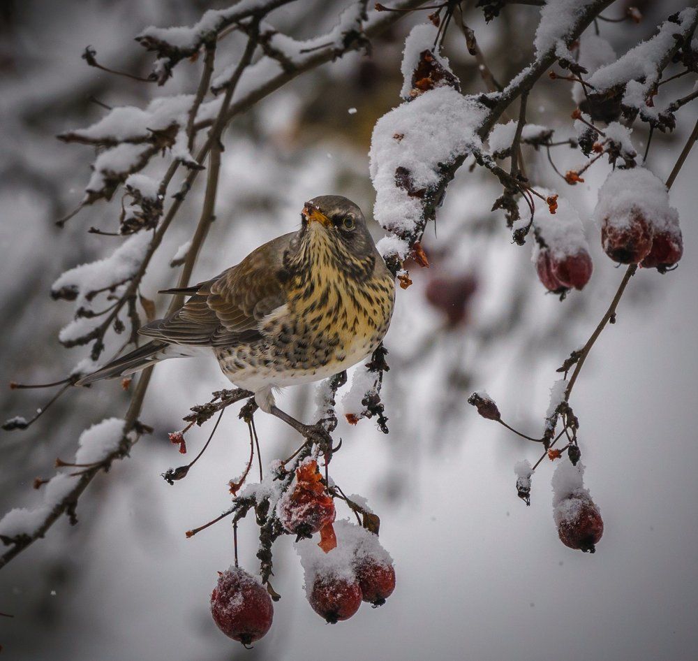 Зимний десерт