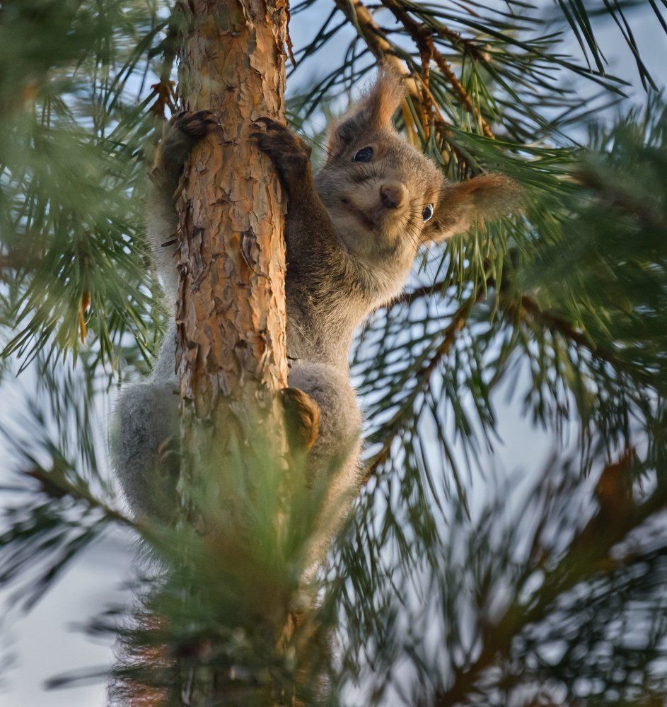 "Мини коала"