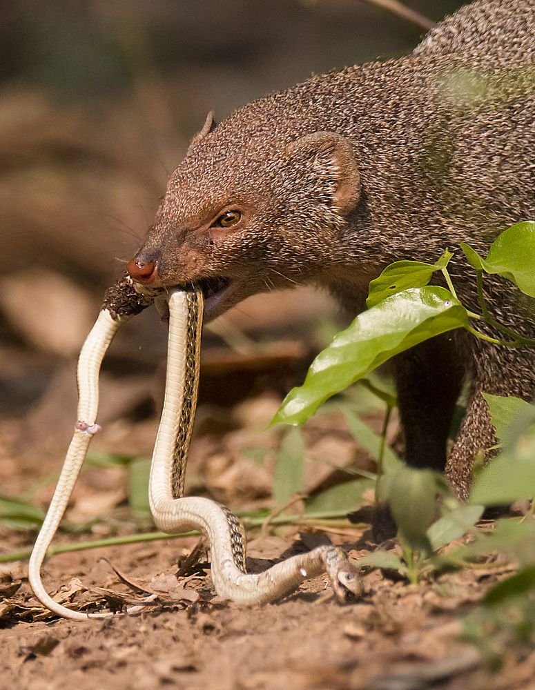 Mongoose with Snake Catch