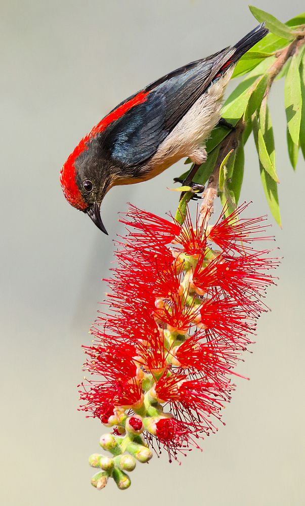 Scarlet Backed Flowerpeaker