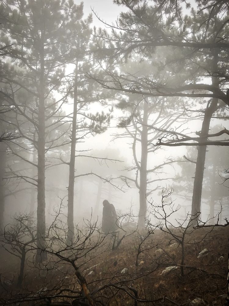 Туман в лесу