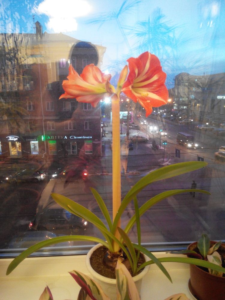 Photo #2279329
