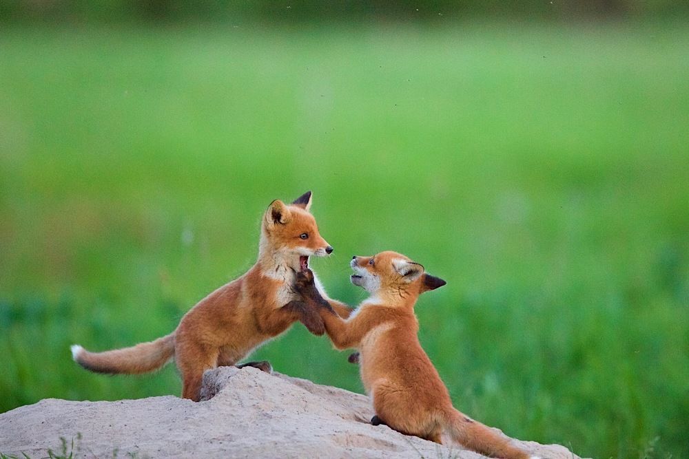 Всё... Уже проглотил ..!?