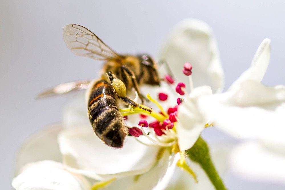 Пчела медоносная