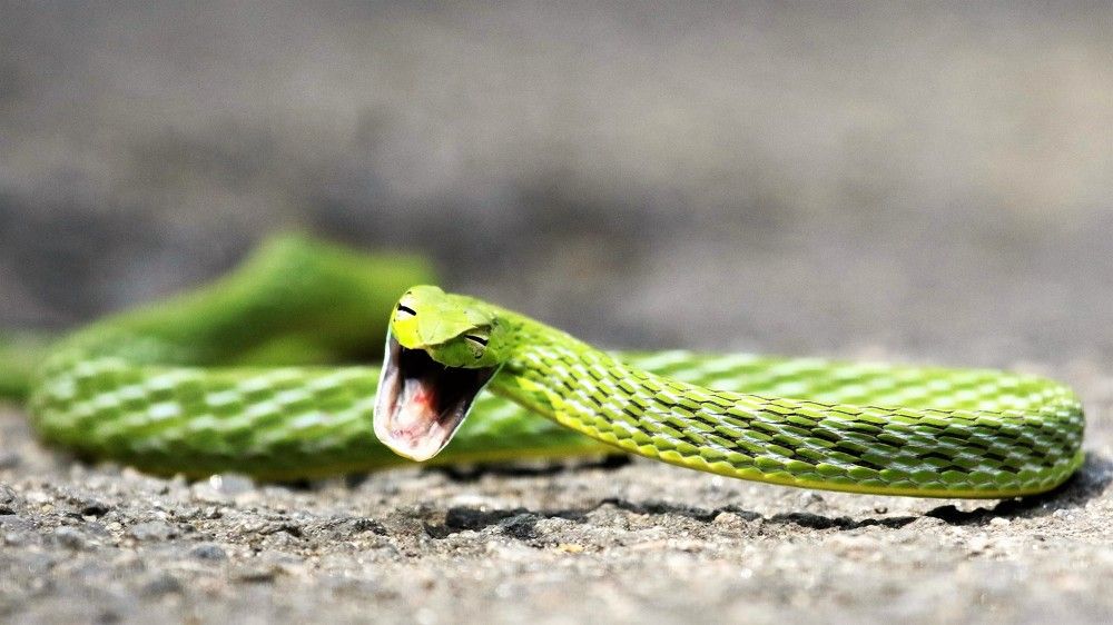CRYING SNAKE