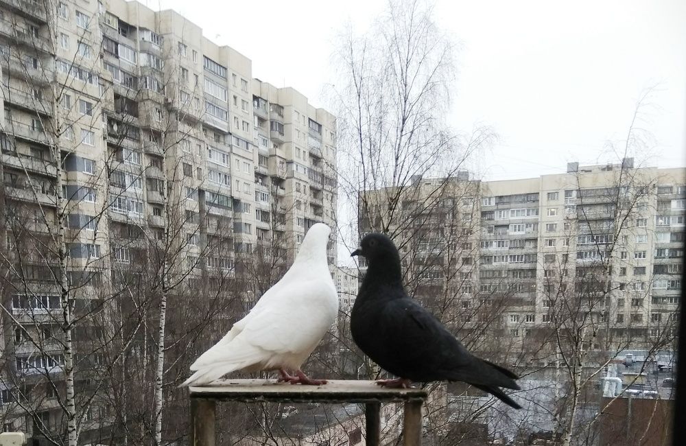 Фотография автора Светлана Дунаева