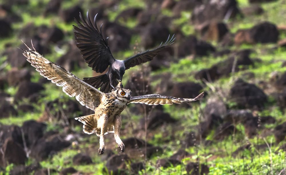 House crow takes on Indian Eagle Owl
