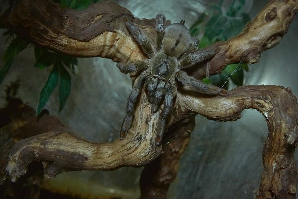 Ночной охотник