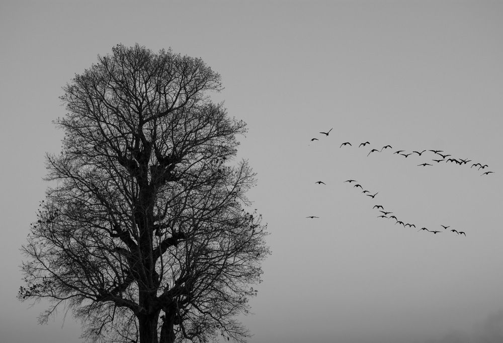 Slim Tree and Birds