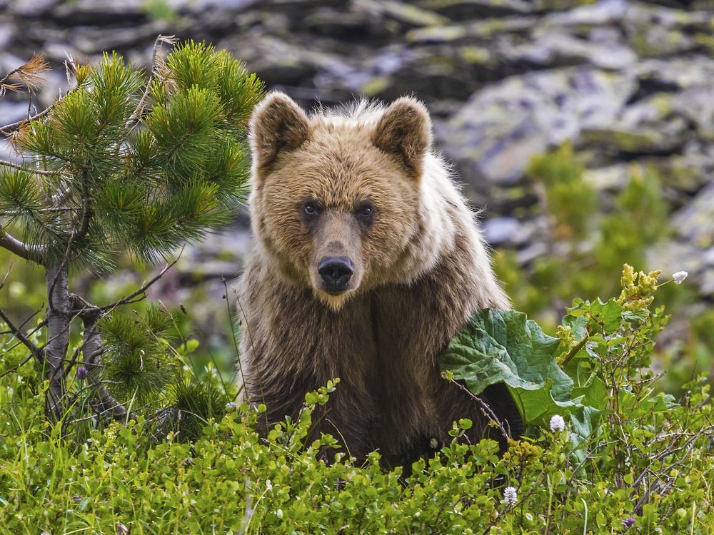 Алтай- медведь.