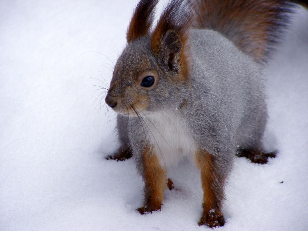 А у вас орешки есть?