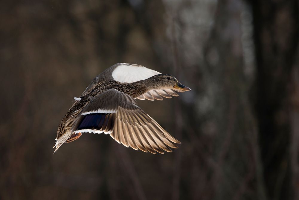 В лучах заката