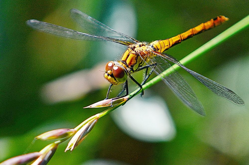 Держи меня соломинка , держи...