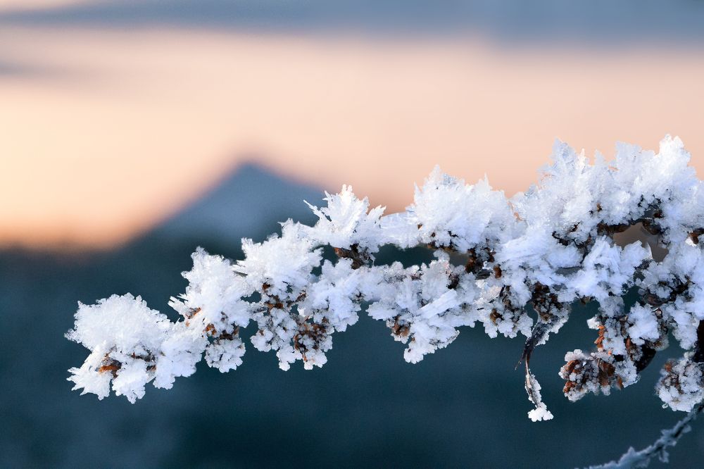 Зимние цветы