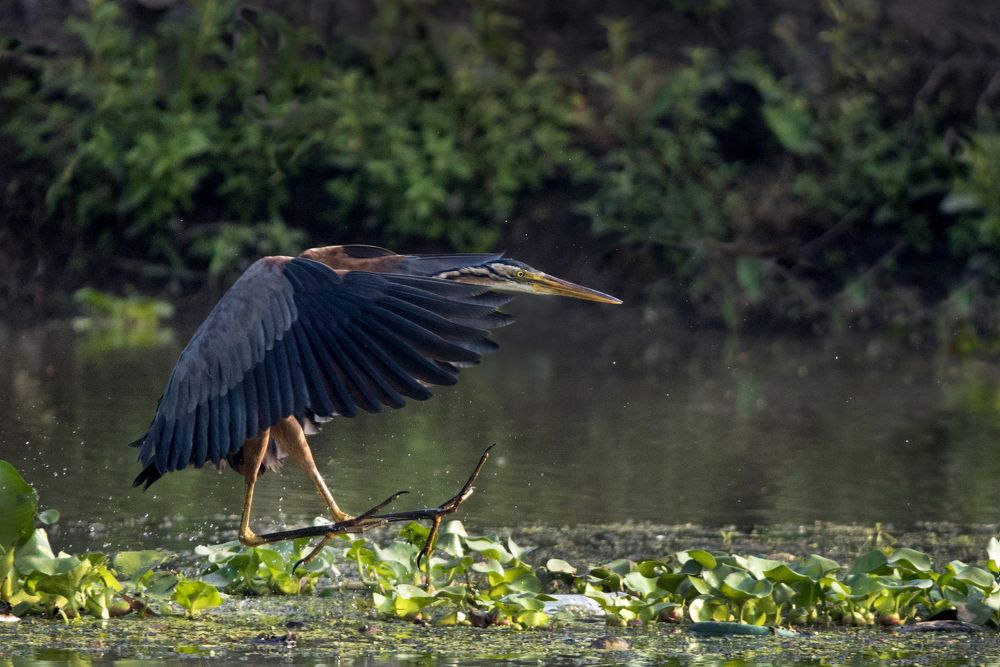 It's time for the Breakfast