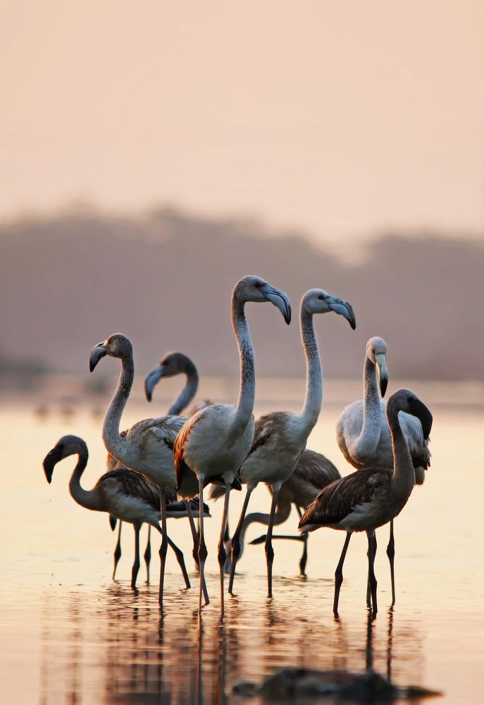 Flamingos -  juvenile