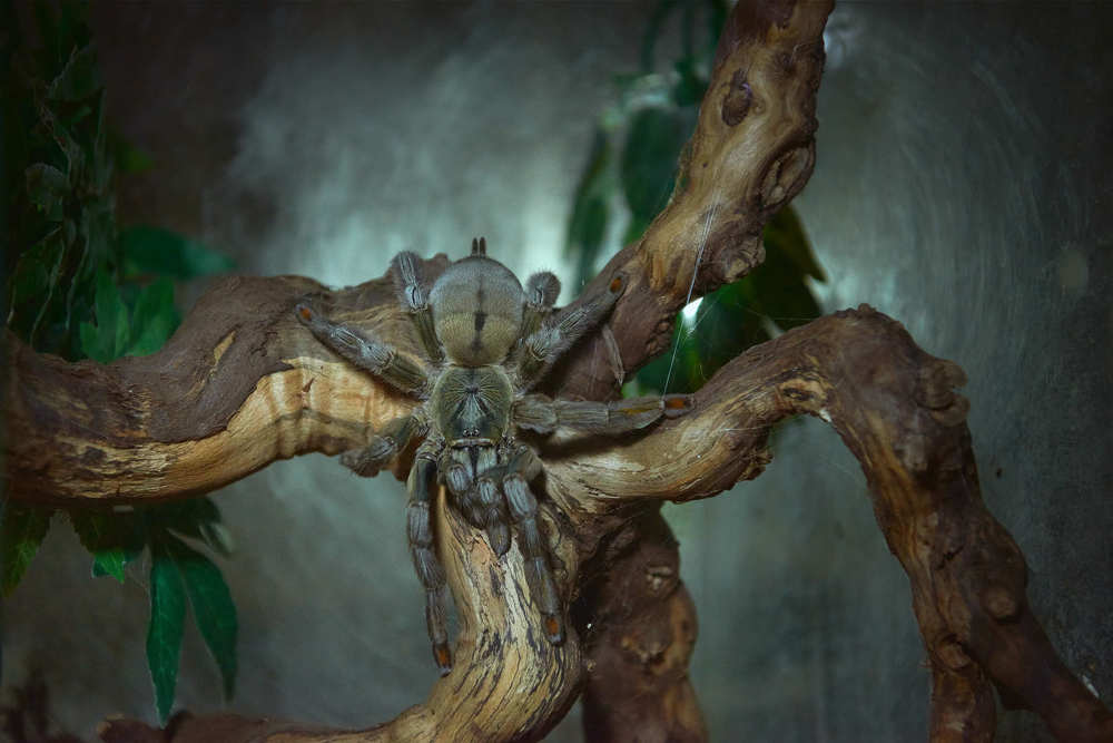 Ночной охотник